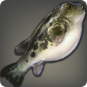 FUGU Blowfish