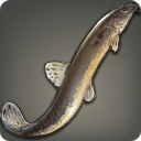 Brass Loach